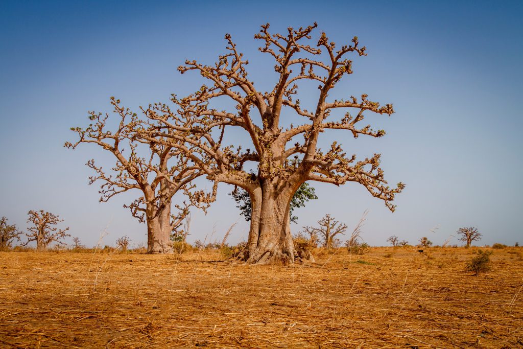 Massive baobab trees