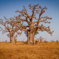 Massive baobab trees
