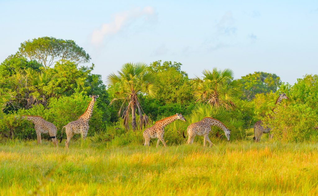 giraffes-in-safari-park-in-tanzania