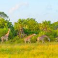 giraffes-in-safari-park-in-tanzania