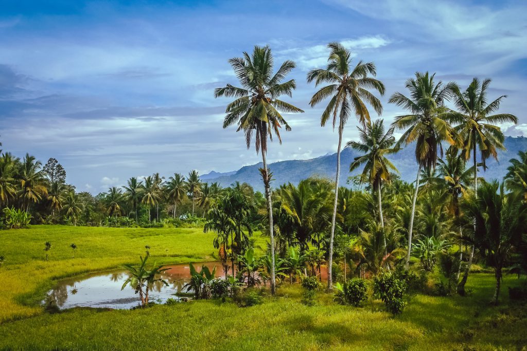 Indonesian tropical landscape