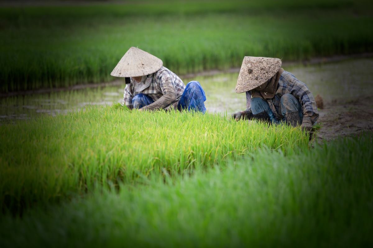 Randonnée dans les rizières à Sapa : trek de 1, 2 ou 3 jours