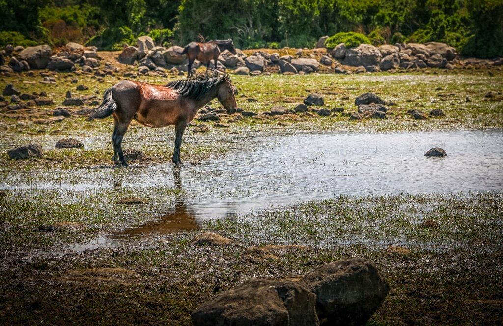 Que voir à Giara di Gesturi, l’un des plus beaux parcs naturels