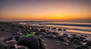 Les Animaux Dangereux à Lanzarote : La Vérité Sur Les Risques Potentiels Featured Image