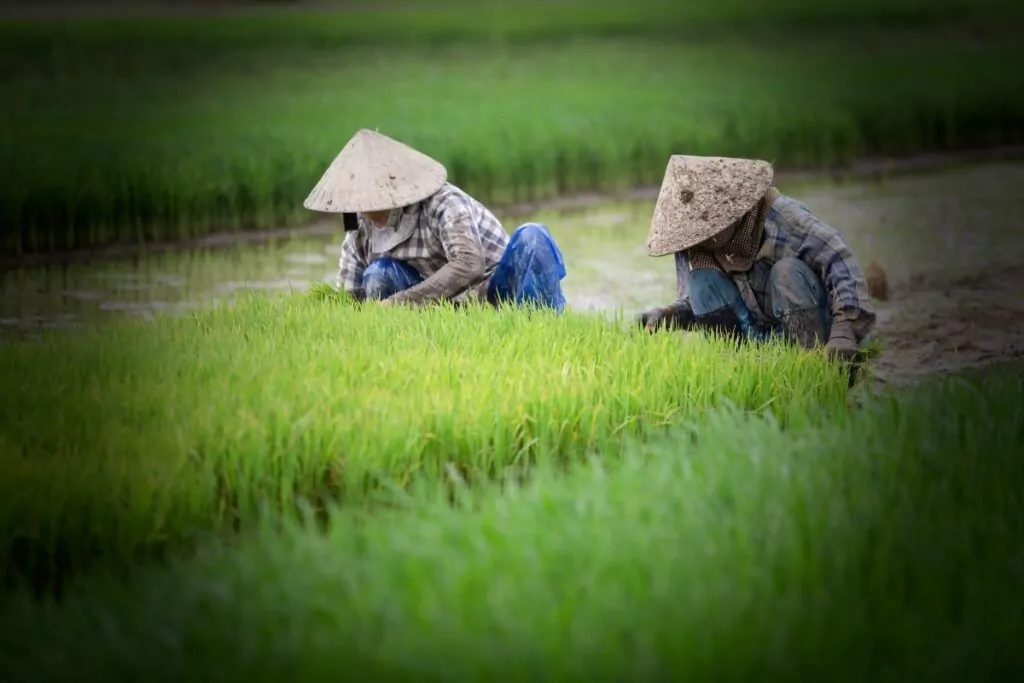 Randonnée dans les rizières à Sapa : trek de 1, 2 ou 3 jours